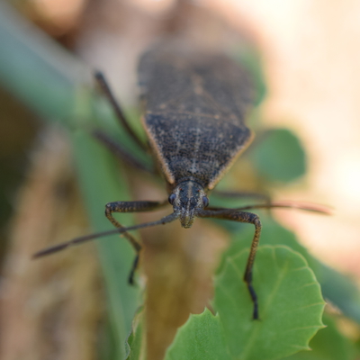 Adult bug