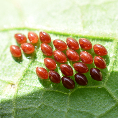 Eggs on sweet meat squash leaves