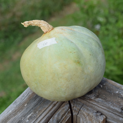 A relatively small sweet meat winter squash